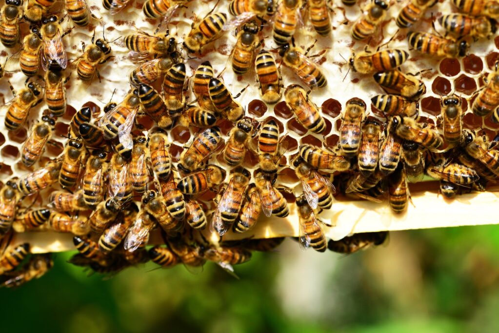 brown and black bee lot